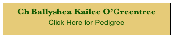 Ch Ballyshea Kailee O’Greentree 
Click Here for Pedigree