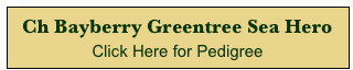 Ch Bayberry Greentree Sea Hero
Click Here for Pedigree 