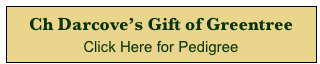 Ch Darcove’s Gift of Greentree  
Click Here for Pedigree 