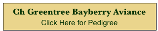 Ch Greentree Bayberry Aviance
Click Here for Pedigree 
