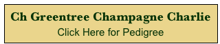 Ch Greentree Champagne Charlie
Click Here for Pedigree 