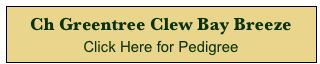 Ch Greentree Clew Bay Breeze  
Click Here for Pedigree 