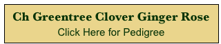 Ch Greentree Clover Ginger Rose
Click Here for Pedigree 