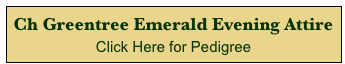 Ch Greentree Emerald Evening Attire
Click Here for Pedigree 
