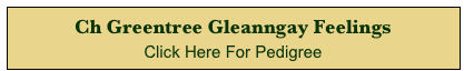 Ch Greentree Gleanngay Feelings 
Click Here For Pedigree
